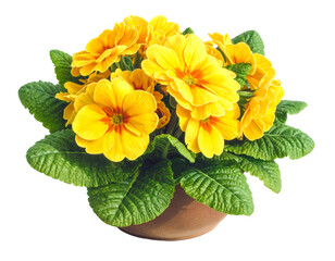 Primrose primula yellow flowers bouquet isolated on transparent png