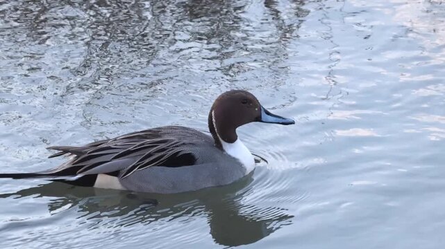 Northern Pintail Duck Swimming Gracefully on Calm Pond Water
