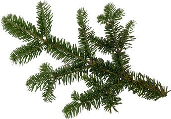 Obraz premium Evergreen Fir Branch for Christmas and New Year