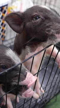 Close Up of Adorable Mini Pigs Eating Behind a Wire Fence