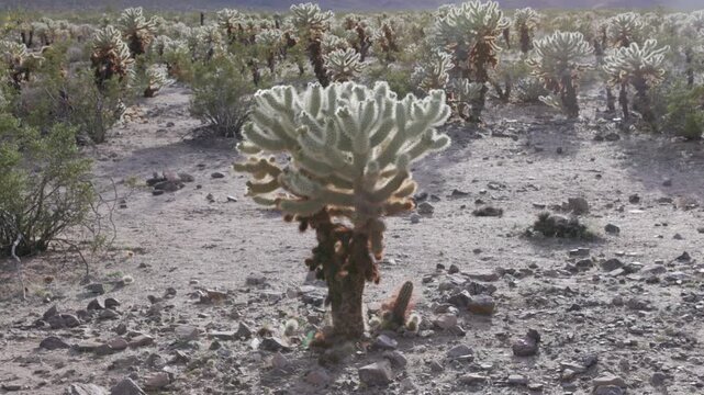 a tilt up clip of a backlit cholla cactus growing at joshua tree national park on a sunny afternoon in california, usa