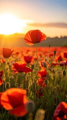 A serene field of vibrant red poppies at sunset