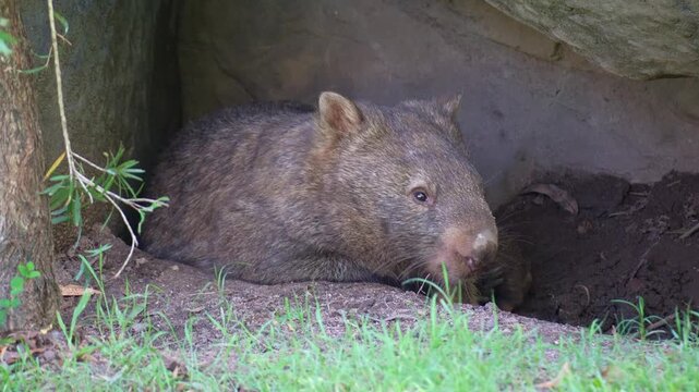 A territorial Common wombat (Vombatus ursinus) rests in its burrow, close-up shot of short-legged, muscular marsupial native to Australia.
