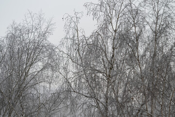 Obraz premium Soft morning light filtering through birch grove, delicate snow clings to branches, layered depth with faded background trunks, tranquil early winter atmosphere for editorial use