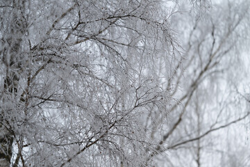 Fototapeta premium Frosted birch twigs in soft bokeh, minimalist winter closeup capturing delicate ice crystals and whispering branches, airy grey tones for peaceful editorial and lifestyle visuals