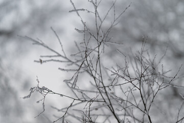 Obraz premium Soft depiction of icy winter scene emphasizes texture, Gentle portrayal of seasonal winter landscape emphasizing subtle textures and natural elegance of frost and branches