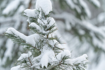 Closeup evergreen needles with snow texture, crisp detail of powder clinging to foliage, cool tones and natural patterns for texturefocused design and nature studies