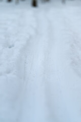 Obraz premium Snow covered forest path showing tracks, soft blue light, bare tree trunks, distant mist, untouched snow drifts, hushed atmosphere evoking solitude and calm exploration