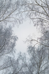 Simple branches against muted sky, Airy birch limbs define clean modern seasonal aesthetic, Open space features slender branches set against subdued sky in minimalist style