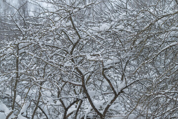 Fototapeta premium Snowcovered branches create cozy hideaway, Frozen shrubbery with intertwined limbs forms quiet refuge, Enchanted winter landscape where frost and snow craft intricate shelter