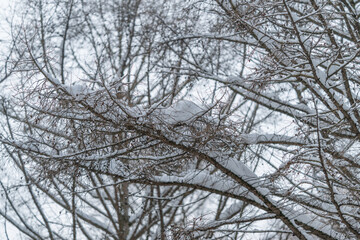 Obraz premium Snowladen branches with clustered berries, delicate frost on twigs, shallow depth of field softens distant trunks, muted gray sky, ideal for botanical macro winter concepts