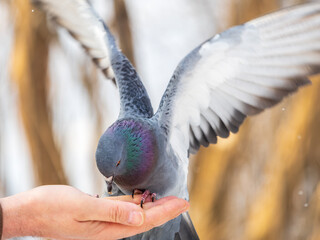 A colourful pigeon feeding from a hand of a man.