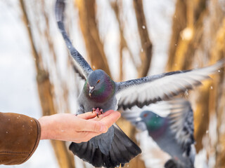 A colourful pigeon feeding from a hand of a man.
