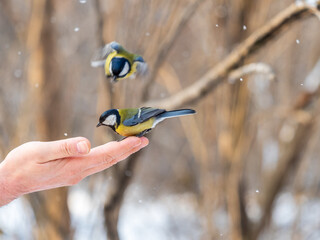 A tit sits on a man's hand and eats seeds.