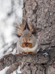 The squirrel with nut sits on tree in the winter or late autumn