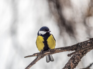 Fototapeta premium Cute bird Great tit, songbird sitting on a branch without leaves in the autumn or winter.