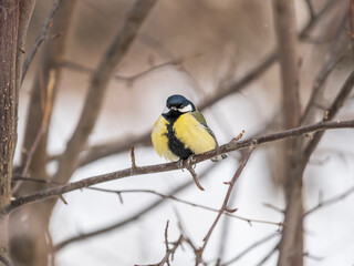 Cute bird Great tit, songbird sitting on a branch without leaves in the autumn or winter.