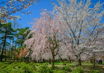 Fototapeta premium Stunning cherry blossom landscape in the park
