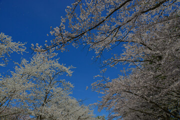 Fototapeta premium Stunning cherry blossom landscape in the park
