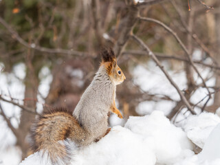 Fototapeta premium The squirrel sits on white snow