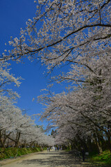 Fototapeta premium Stunning cherry blossom landscape in the park