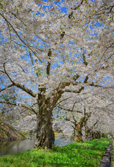 Stunning cherry blossom landscape in the park
