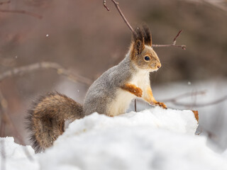 Fototapeta premium The squirrel sits on white snow