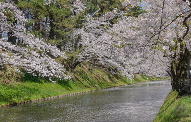 Fototapeta premium Stunning cherry blossom landscape in the park