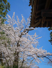 Stunning cherry blossom landscape in the park