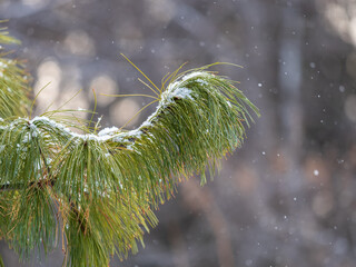 Cedar branches with long fluffy needles in winter covered with snow