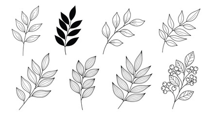 Variety of botanical sketches showing different leaf shapes and berry branches in black line art for vintage nature themed decorations project.