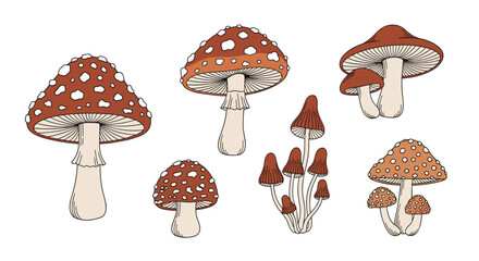Group of different red and white fly agaric mushrooms in various stages of growth for nature and forest themed illustrations and science.
