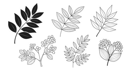 Comprehensive collection of botanical drawings including black silhouettes and detailed gray sketches of diverse leaves and berry-bearing branches.