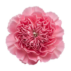 Delicate Pink Peony on White Background
