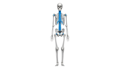 Skeleton with Blue Spine and Clavicles Highlighted