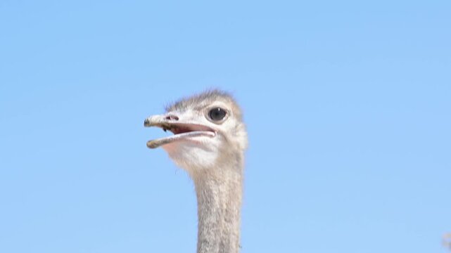 Close-up of a moving ostrich head