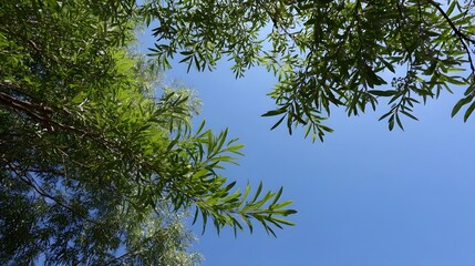 Lush green tree branches sway gently against a vast clear blue sky on a sunny day