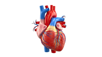 Anatomical 3D Model of the Human Heart with Major Vessels