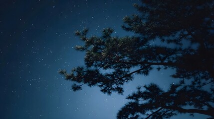Fototapeta premium A dark blue night sky filled with countless twinkling stars with silhouetted pine tree branches in the foreground