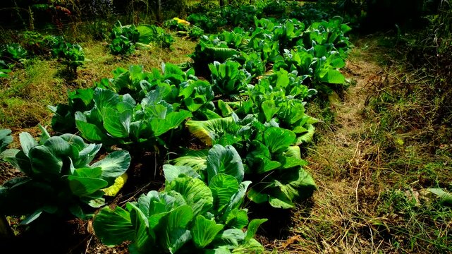 White cabbage regrown after first harvesting in summer. Now three wild small cabbages growing per plant. These will be used as fresh feed for chickens. 