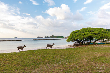 天然記念物のケラマジカ（アカシカ）。
希少な野生動物ですが、日中から町中に普通に現れます。
写真は集落前の前浜（メーヌハマ）ビーチにて。
阿嘉島
沖縄県島尻郡慶良間諸島-2025
沖縄本島から40km西方にある諸島。
大小30以上の島々からなる島嶼群は全体が国立公園に指定されている。
珊瑚礁の海、白い砂浜、緑の山地は世界屈指の美しさ。
多くの貴重な動植物が生息している。

