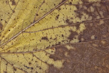 Dead Mulberry fall leaf foliage veins patterns yellow and brown macro details.