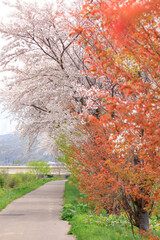 北海道共和町、堀株川沿いの桜並木【5月】