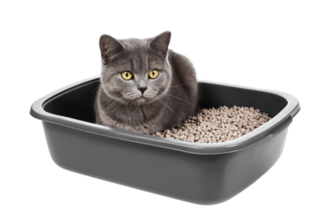 Curious gray cat sitting in a litter box with yellow eyes