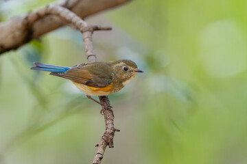 枝に止まる野鳥