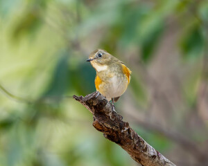 枝に止まる野鳥