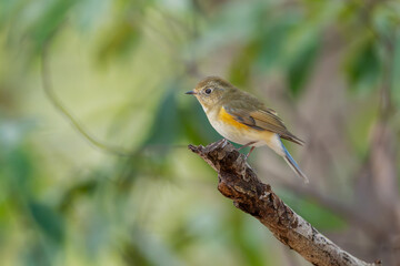 枝に止まる野鳥