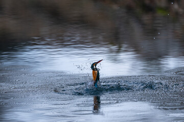 水面からの飛び出し