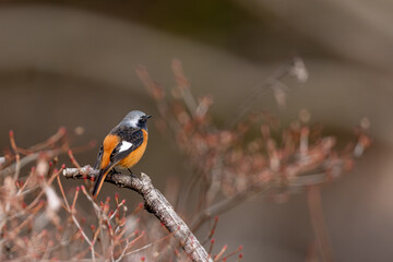 枝に止まる野鳥