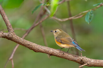 枝に止まる野鳥